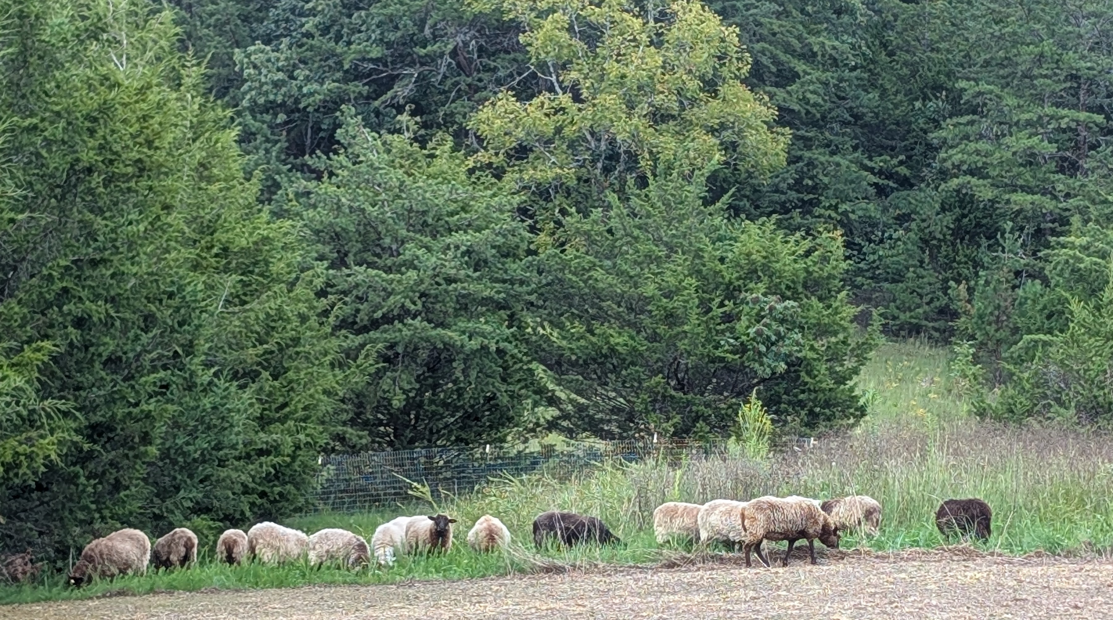 Sheep